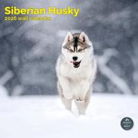 Siberische Husky Kalender 2026