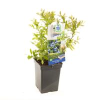 Blauwe bosbes Vaccinium cor. Bluecrop struik Blauwe bosbes Vaccinium cor. Bluecrop struik
