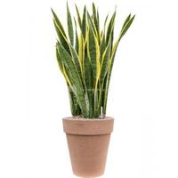 Plant in Pot Sansevieria Trifasciata Laurentii 115 cm kamerplant in Terra Cotta Antiek 36 cm bloempot - thumbnail