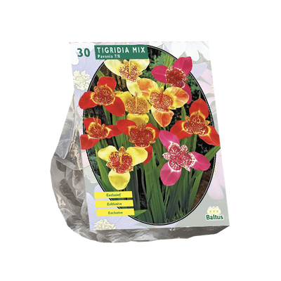 Tijgerbloem