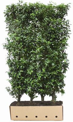 Kant en klaar haag Prunus lusitanica Angustifolia 100x180-200cm.