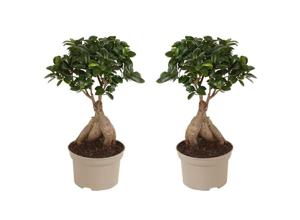 Ficus Ginseng 'Japanse Bonsai' - set van 2