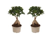 Ficus Ginseng 'Japanse Bonsai' - set van 2 - thumbnail
