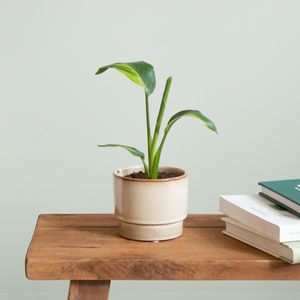 Strelitzia Nicolai Variegata - P9