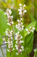 Moerings Pontederia cordata 'Alba' - snoekkruid