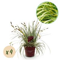 Green boutiQ - Siergrassen - Carex oshimensis Evergold - Geel & Groen - 4 Planten - Bladhoudend - Weinig Onderhoud - Pot 17cm Hoogte 50cm