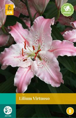 Lilium virtuoso bloembol 2 stuks Lelie JUB - Jub