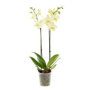 Gele Orchidee (Phalaenopsis 2 tak) - P 12 cm