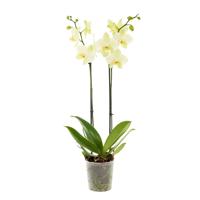 Gele Orchidee (Phalaenopsis 2 tak) - P 12 cm