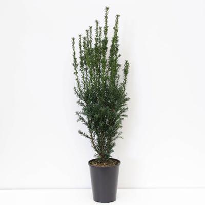 Taxus media hillii 60-80 cm - Warentuin natuurlijk