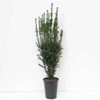 Taxus media hillii 60-80 cm - Warentuin natuurlijk