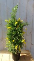 Cytisus racemosus brem geel op stok geel 70 cm Warentuin Natuurlijk - Warentuin natuurlijk