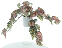 Dieffenbachia plant in pot green/pink 41cm