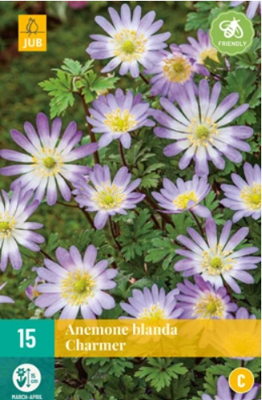 Anemone blanda Charmer - Jub