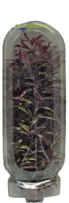 Superfish easy plant hoog 30 cm nr. 3 - Superfish