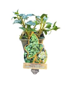 Pachysandra terminalis Green Sheen - Schaduwkruid
