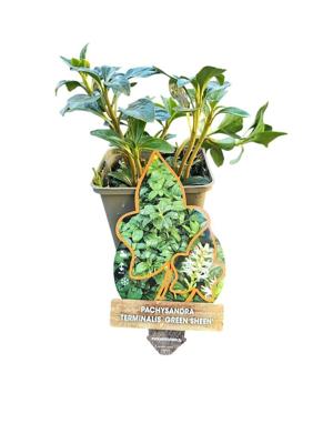 Pachysandra terminalis Green Sheen - Schaduwkruid