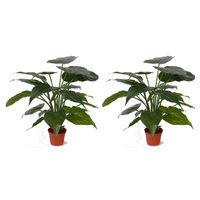 Set van 2x stuks kunstplanten alocasia olifantsoor groen 51 cm