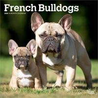 Franse Bulldog Kalender 2026