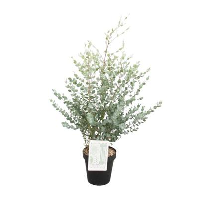 Eucalyptus Gunni - Ø23cm - ↕75cm