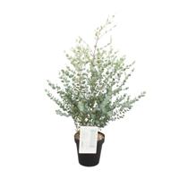 Eucalyptus Gunni - Ø23cm - ↕75cm