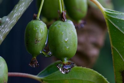 Kiwiplant &apos;Issai&apos;