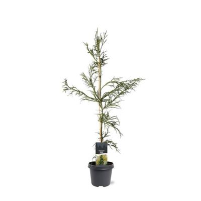 Cryptomeria jap. Rasen 80-100 cm Conifeer - Warentuin natuurlijk