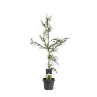 Cryptomeria jap. Rasen 80-100 cm Conifeer - Warentuin natuurlijk
