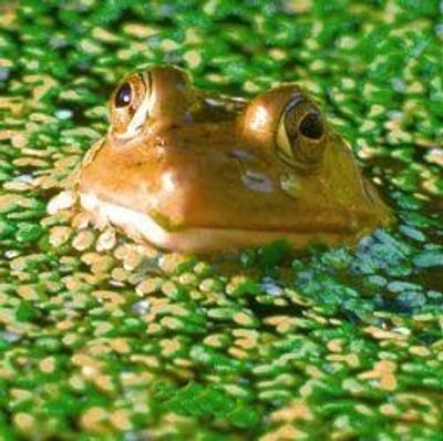 Frog (kikker)