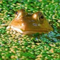 Frog (kikker)