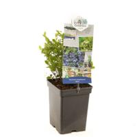 Bosbes Vaccinium corymbosum Alvar