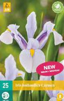 Iris hollandica Carmen - Jub