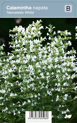 VIps Calamintha nepeta Marvelette White - Bergsteentijm