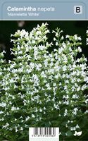 VIps Calamintha nepeta Marvelette White - Bergsteentijm