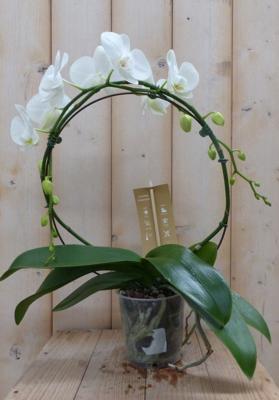Vlinderorchidee wit op boog - Warentuin natuurlijk