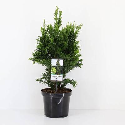 Chamaecyparis obtusa draht 55 cm - Warentuin natuurlijk