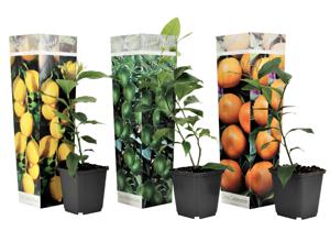 Mix van 3 Citrus planten - citroen, sinaasappel, limoen