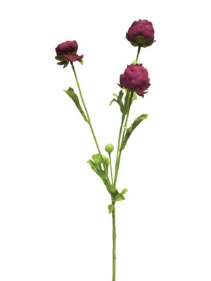 Ranunculus spray mini aubergine 68cm