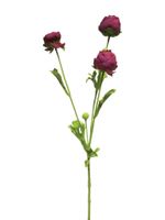Ranunculus spray mini aubergine 68cm