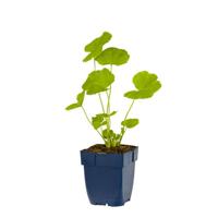 Alcea rosea Pleniflora Rood vaste plant Griffioen - Griffioen