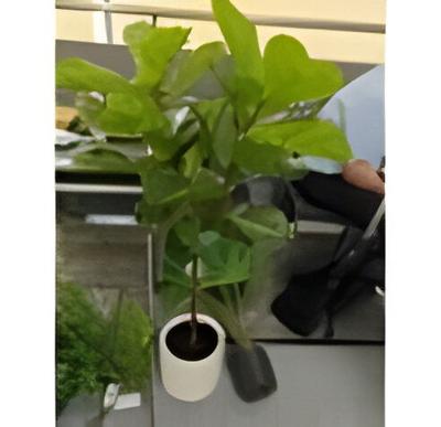 Real touch fiddleleaf tree 130 cm in plastic pot - Driesprong collection