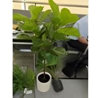 Real touch fiddleleaf tree 130 cm in plastic pot - Driesprong collection