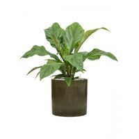 Plant in Pot Anthurium Ellipticum Jungle Bush 70 cm kamerplant in Cylinder Green 30 cm bloempot - thumbnail
