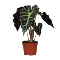 Alocasia Amazonica Polly - Ø12cm - ↕30cm - thumbnail