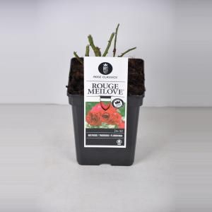 Trosroos (rosa "Red Meilove"®) - C5 - 1 stuks
