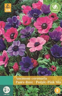 Anemone Coronaria Paars/Roze Mix - Jub