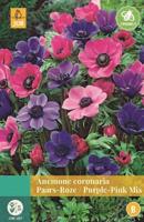 Anemone Coronaria Paars/Roze Mix - Jub