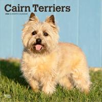 Cairn Terrier Kalender 2026