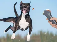 Hondensnack Launcher