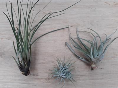 3 stuks! Kamerplant Tillandsia - Warentuin natuurlijk